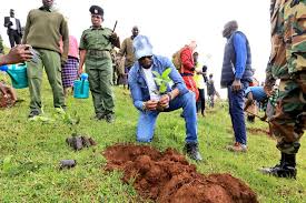 Reforestation in Bungoma County